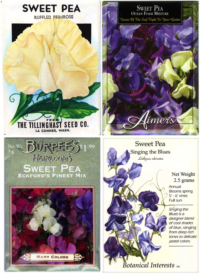 Sweet pea seeds from the 1940s (top left) and present